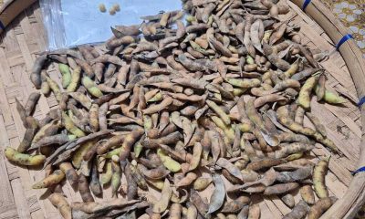 From A Few Seeds, The Soybeans Industry Grows