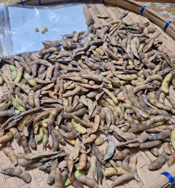 From A Few Seeds, The Soybeans Industry Grows