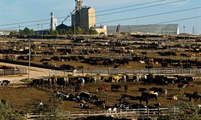 Photo of Cattle Feedlot downloaded from public websites