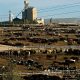 Photo of Cattle Feedlot downloaded from public websites