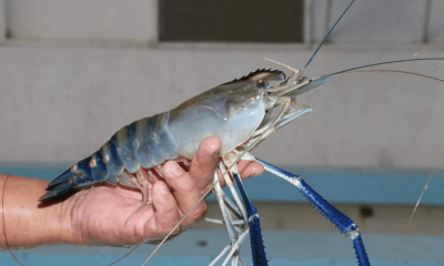 A male giant freshwater prawn breeder with the distinctive blue claws. Photo by IT Tendencia.