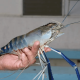 A male giant freshwater prawn breeder with the distinctive blue claws. Photo by IT Tendencia.
