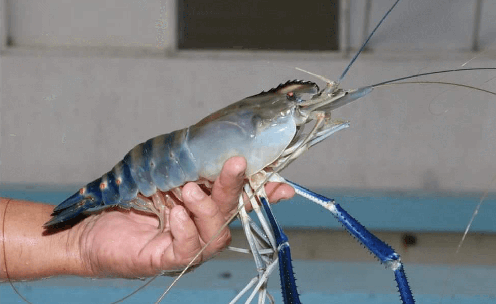 A male giant freshwater prawn breeder with the distinctive blue claws. Photo by IT Tendencia.